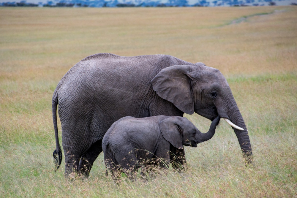 Amboseli Classic Safari at Kibo Safari Camp