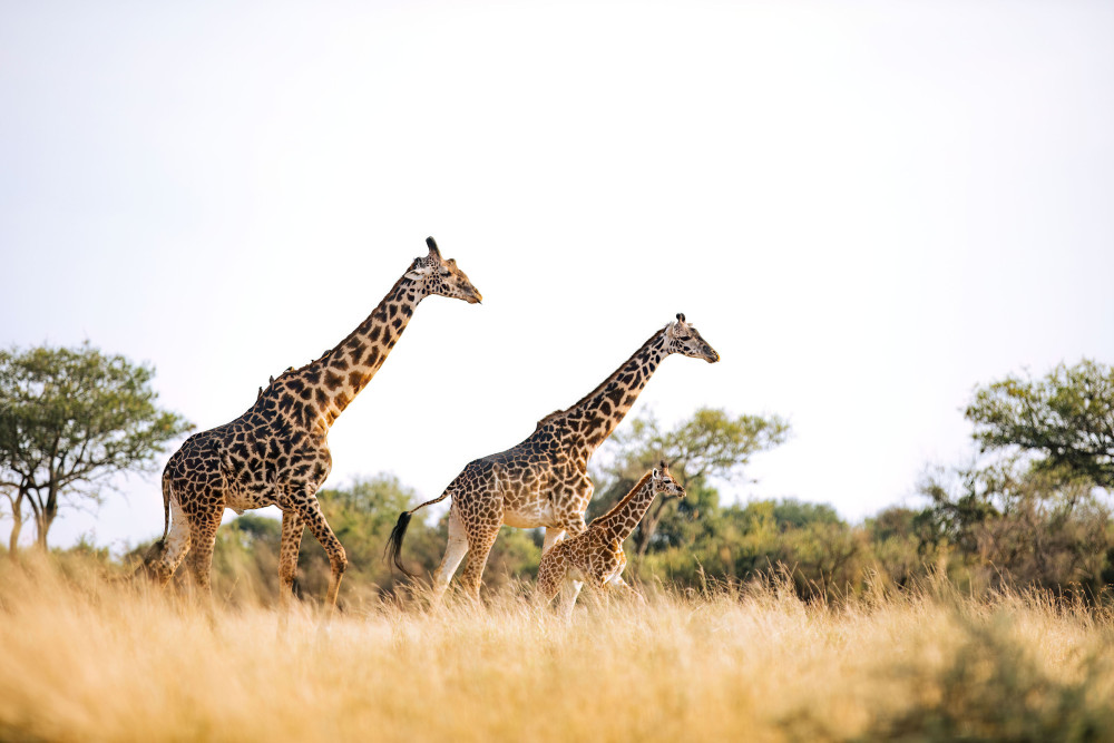 Best of Kenya and Tanzania Safari (Midrange)