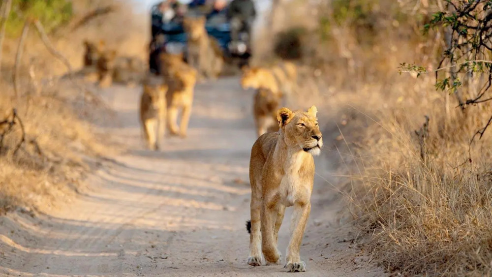 Luxury Ivory Moon Safari in the Kruger