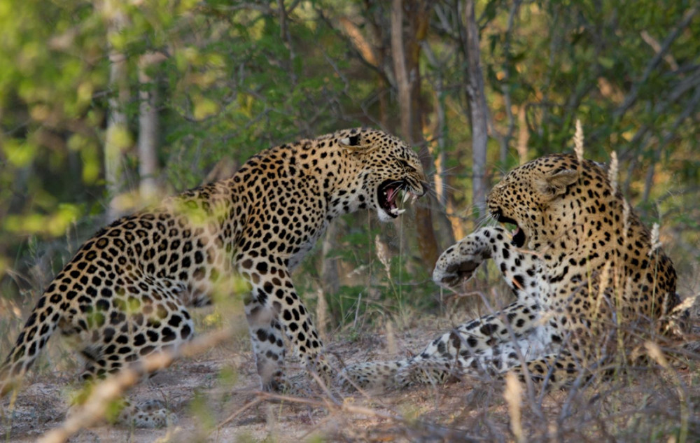 Ultimate Kruger Park Open Experience