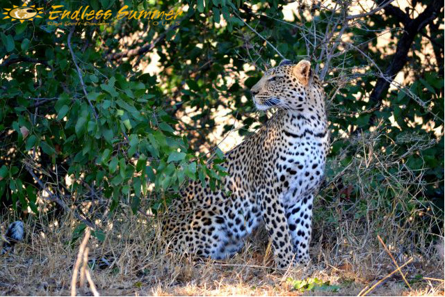 Incredible Private Safari Inside the Kruger Park