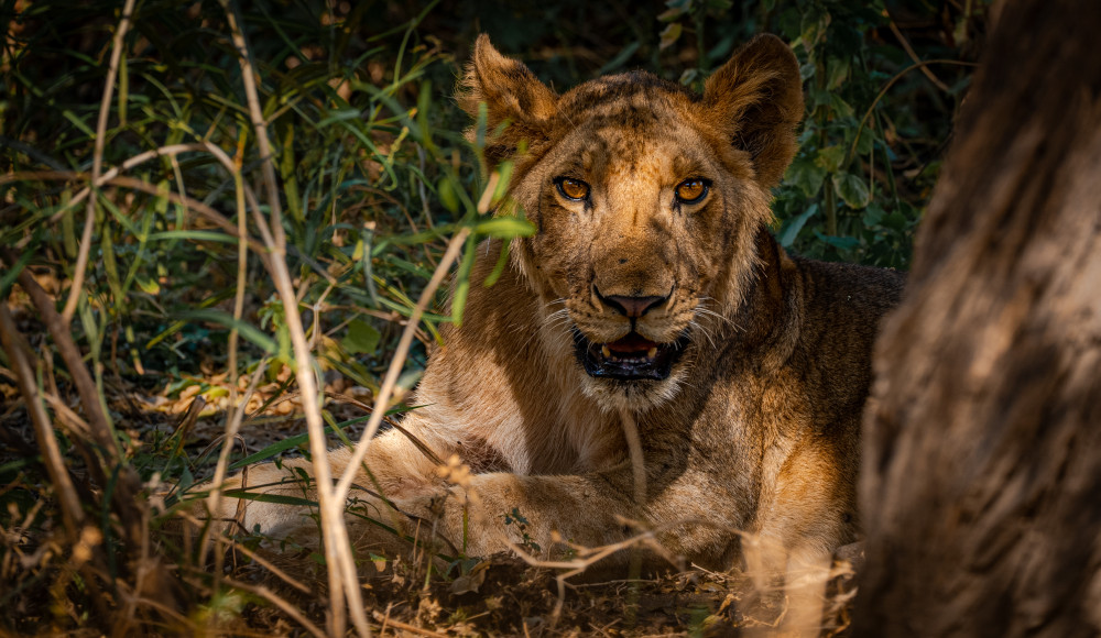 Private Arusha, Tarangire and Ngorongoro Safari