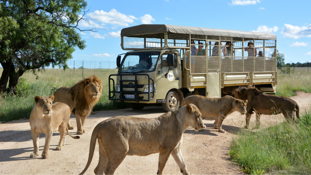 Lion Park Adventure & Safari