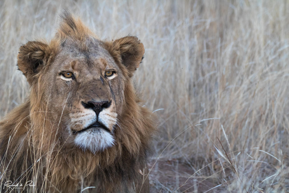 Kruger Region Luxury Safari