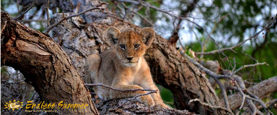 Ultimate Kruger Park Safari Inside the Reserve