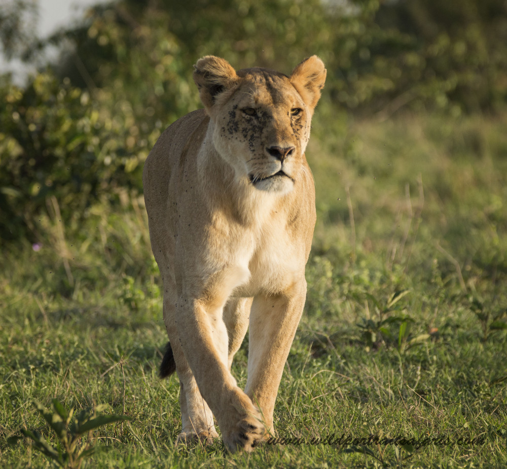 Amboseli-Lake Naivasha-Masai Mara Budget Safari
