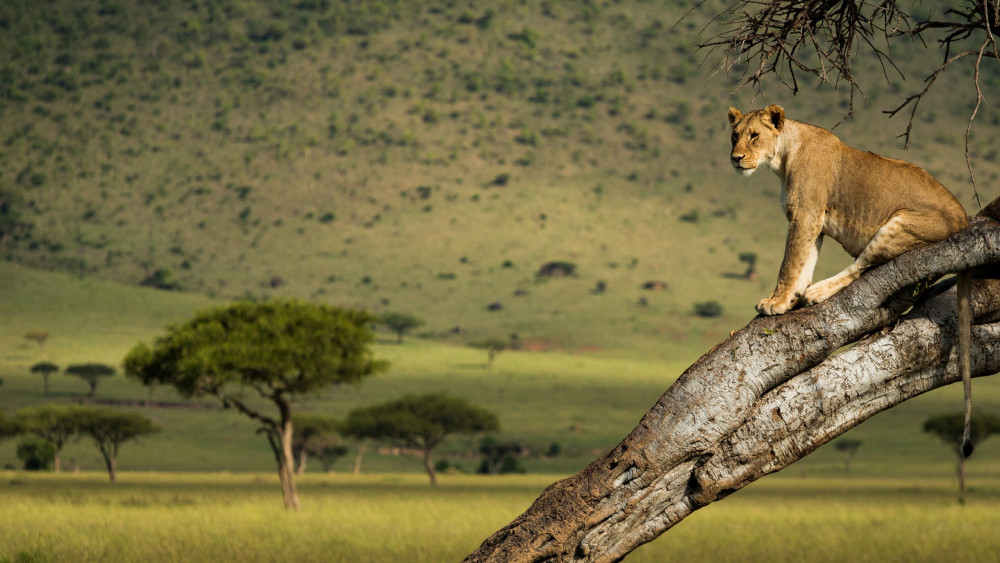 10 Nights Kenya and Tanzania Safari Expedition