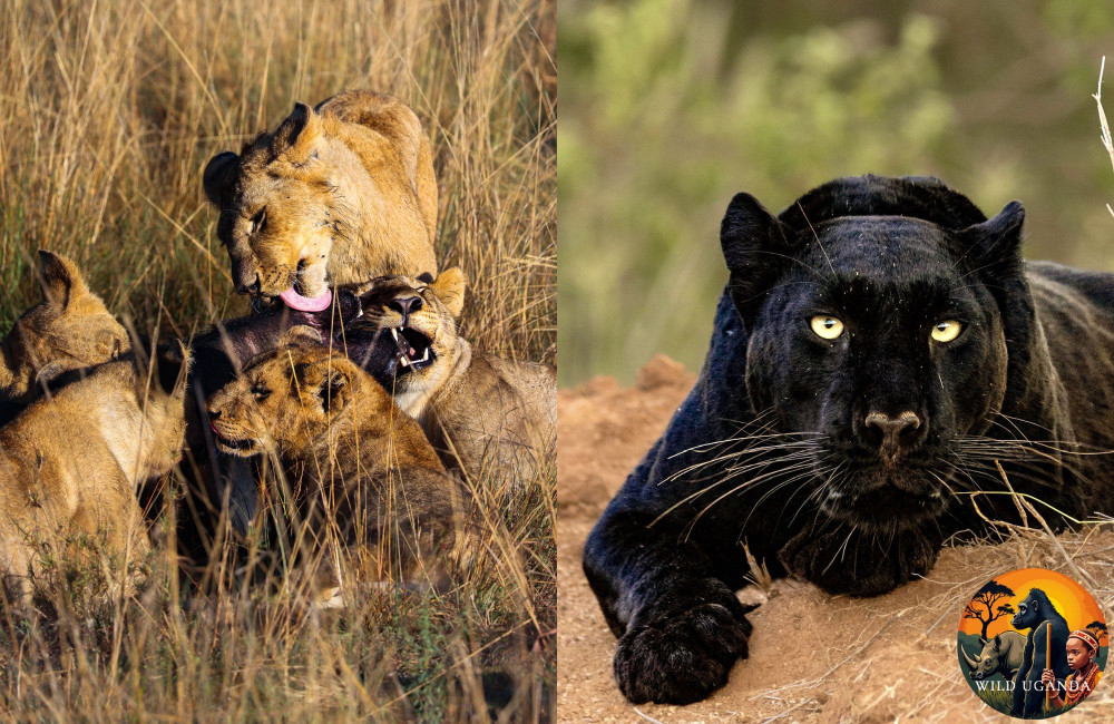 Black Leopard Expedition and Masai Mara Safari