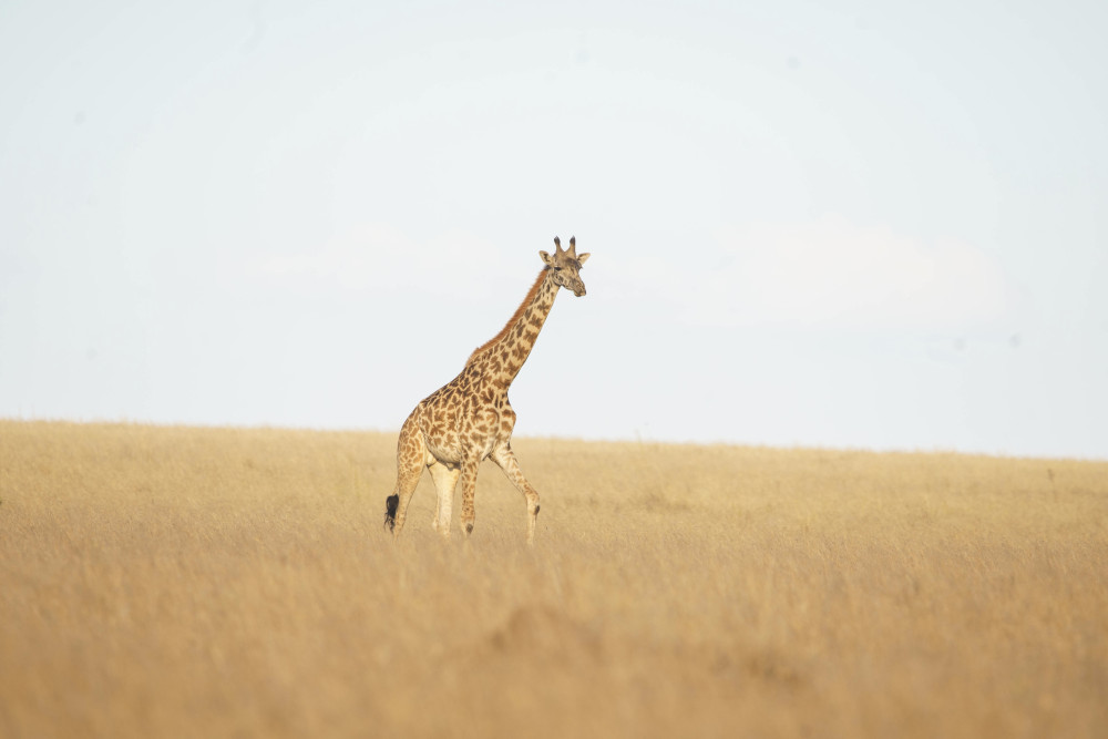 Fly-in Safari Serengeti & Ngorongoro Crater
