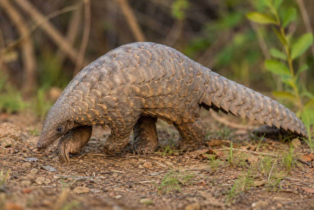 Big Five, Pangolins & Cape Town