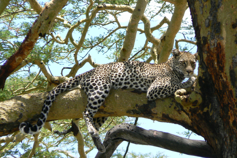 Classic Safari Adventure Ngorongoro Crater