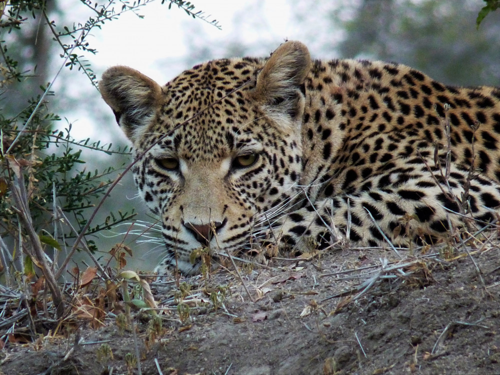 Kruger Safari & Private Game Reserve Highlight