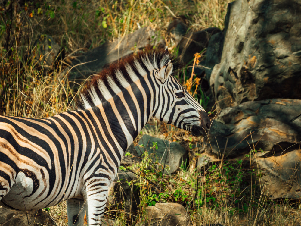 Kruger Package Bush and Zebra