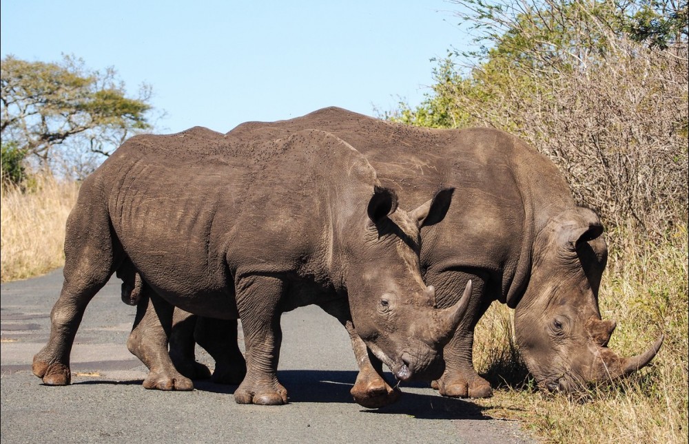 Kwa-Zulu Natal Hluhluwe Bush & Water Safari