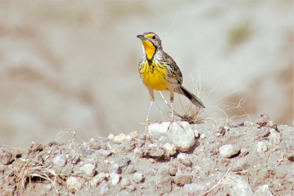 Birding Masai Mara and Nairobi National Park