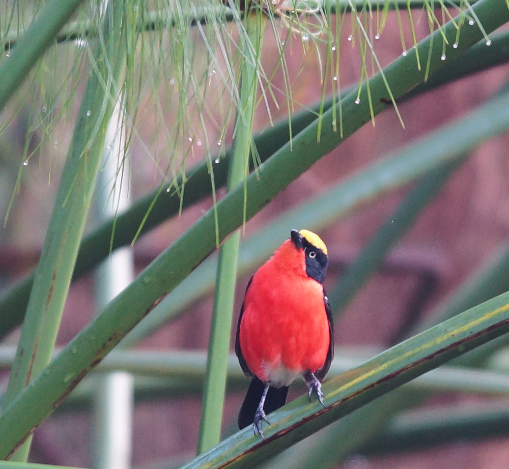 Shoebill Road Trip to Mabamba Wetlands