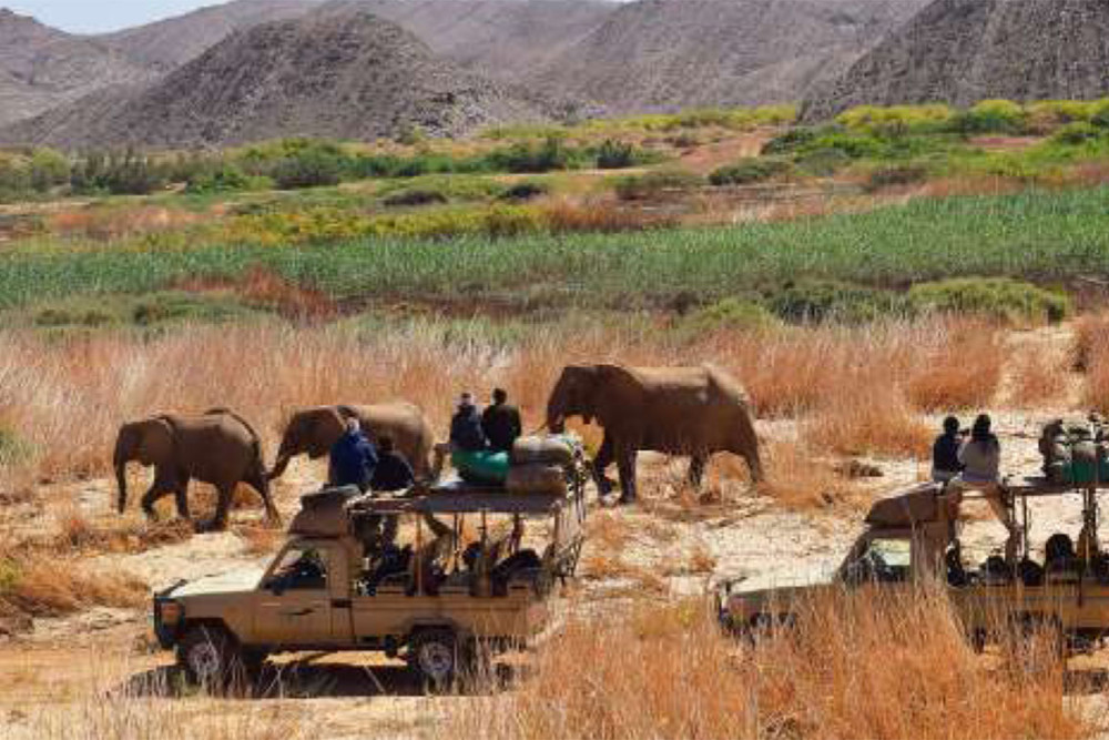 Desert Elephants Conservation Volunteer Safari