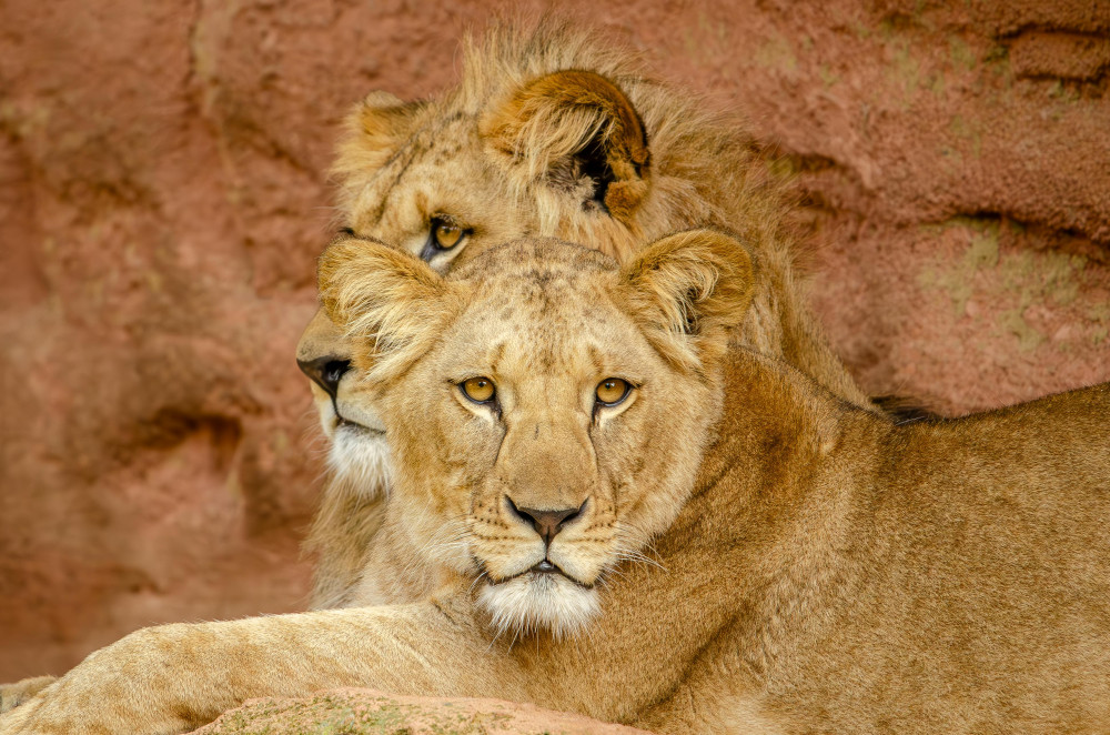 African Big-Five Safari