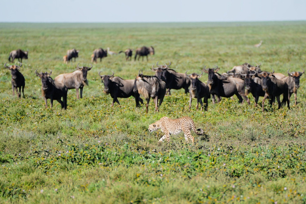 Great Migration & Calving Season