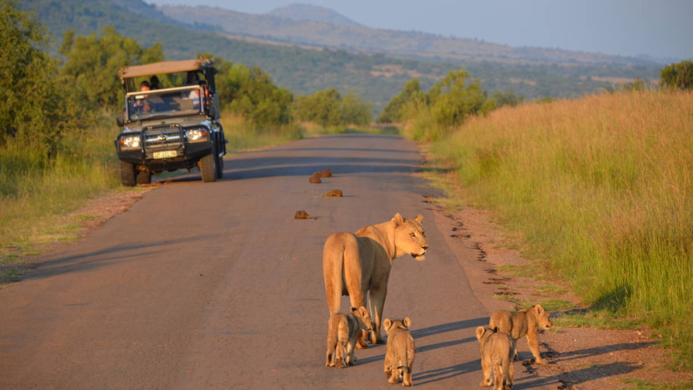 Open Vehicle Shared Safari Drive in Pilanesberg