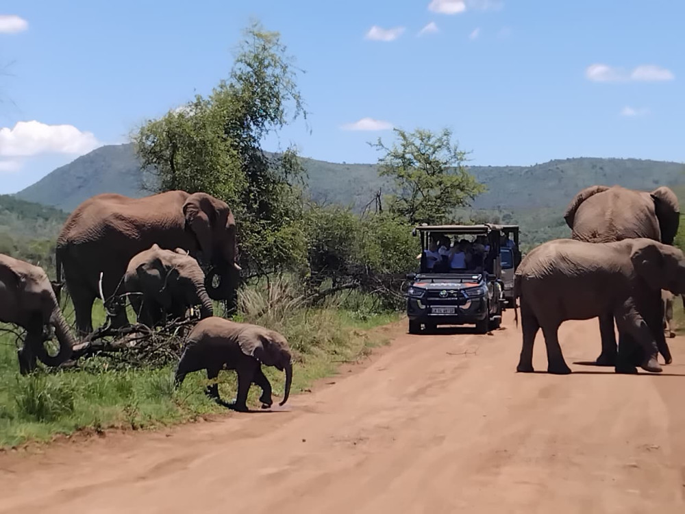 3-Hour Private Game Drive in Pilanesberg