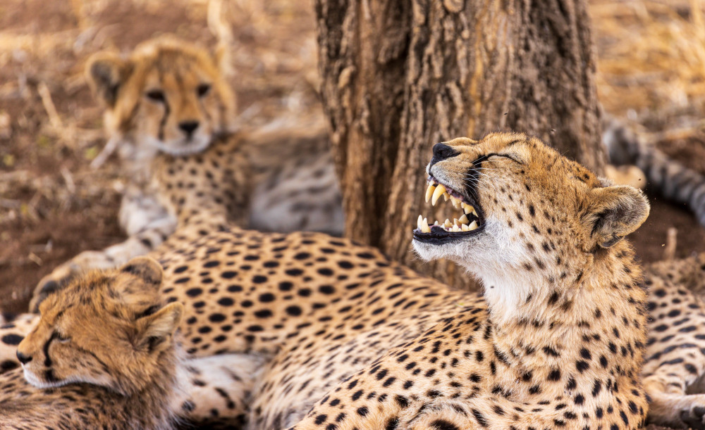 Safari Across Tanzania from North to South