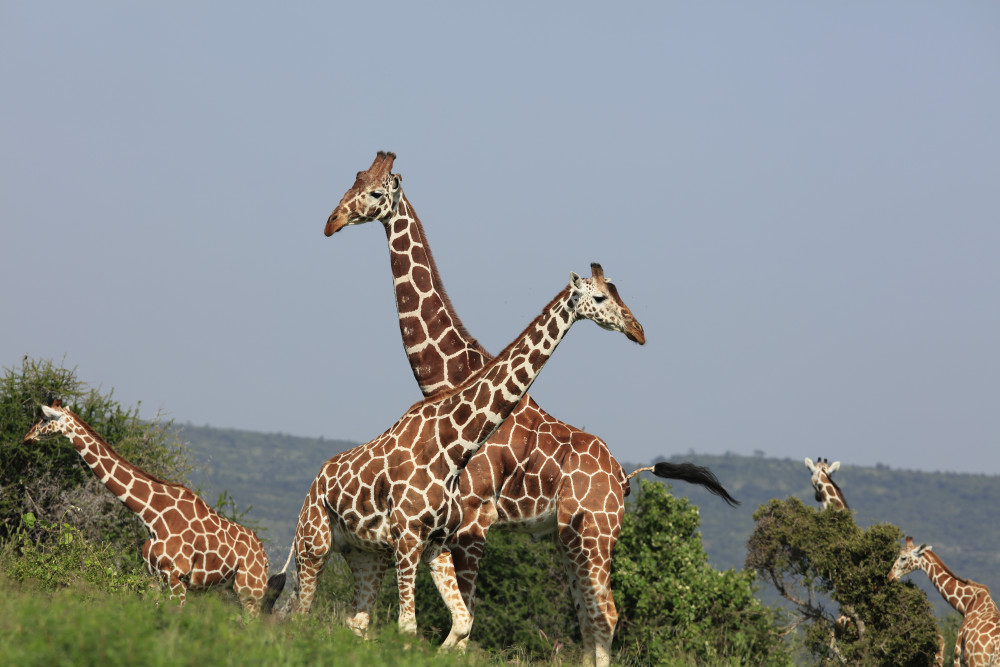 From Samburu Special Five to the Big Five Safari