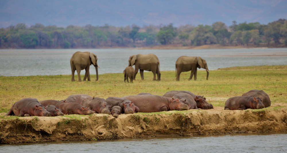 Wildlife and Conservation Experience in Zimbabwe