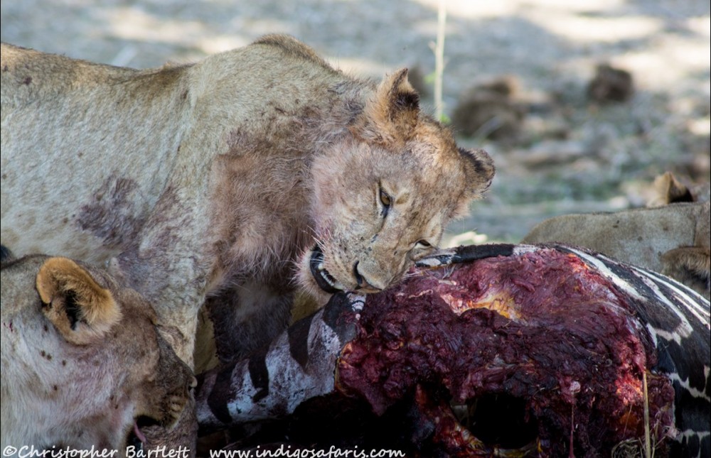 Selous and Ruaha Fly-in Safari