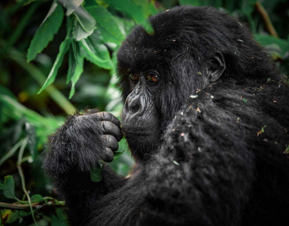 East Africa's Uganda, Kenya & Tanzania Safari