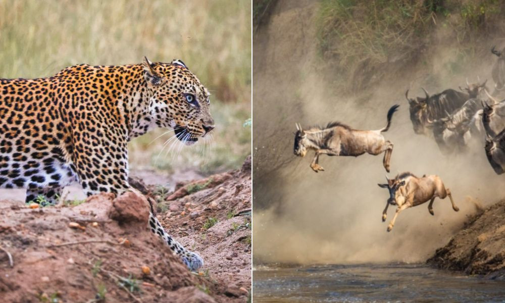 Luxury Safari Masai Mara, Lake Nakuru & Amboseli