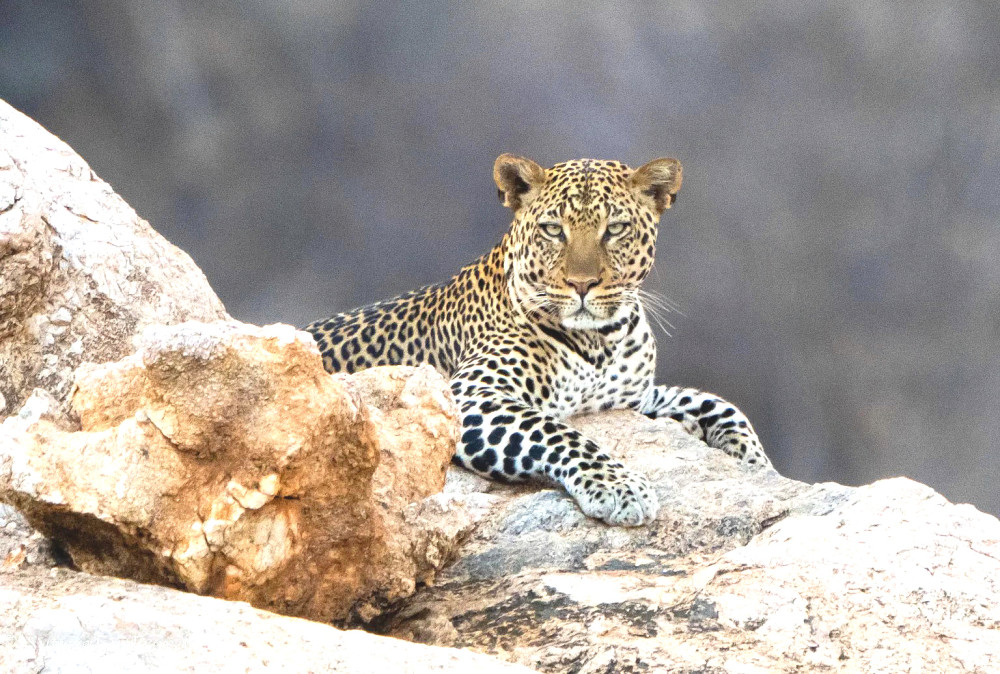 Serengeti-Ngorongoro Safari