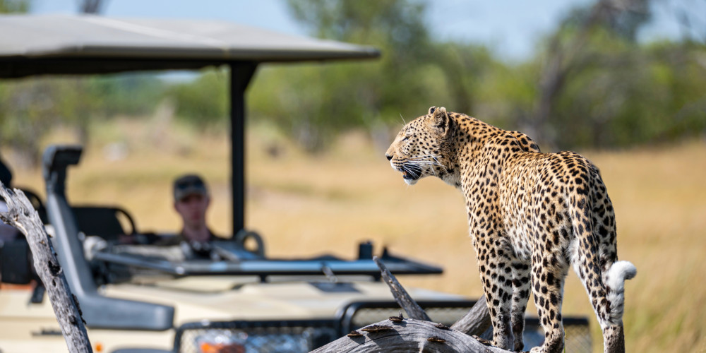 Okavango Delta Safari Escape