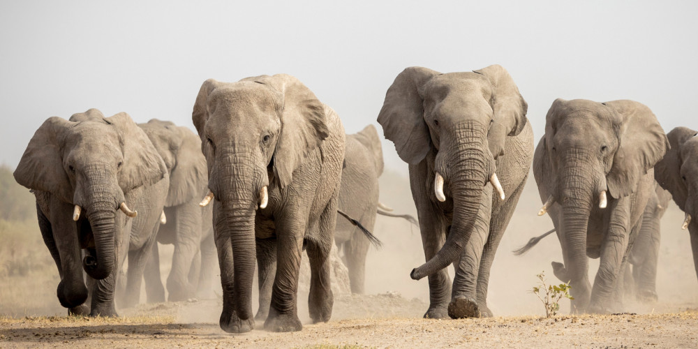 Authentic Botswana Safari in Linyanti & Khwai