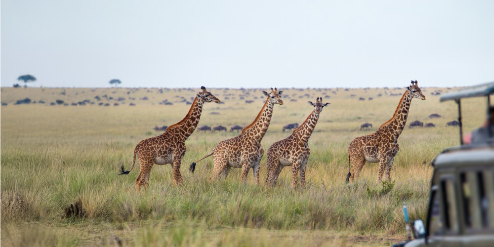 Botswana Mobile Safari