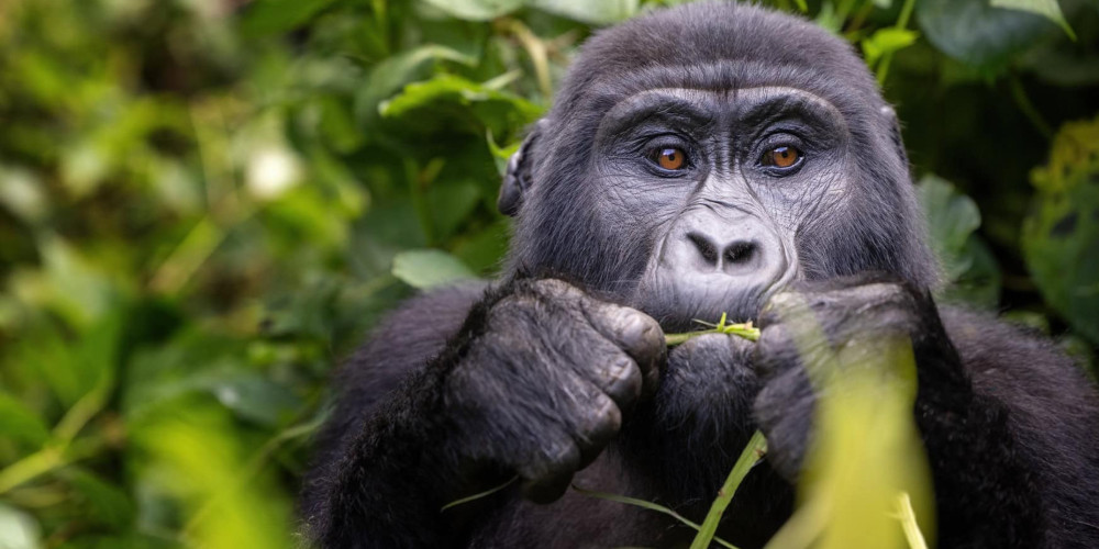 Affordable Gorilla Trekking in Rwanda
