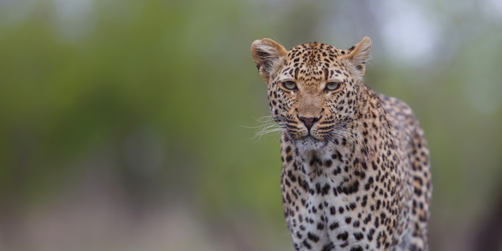 Affordable Sabi Sands All Inclusive Safari