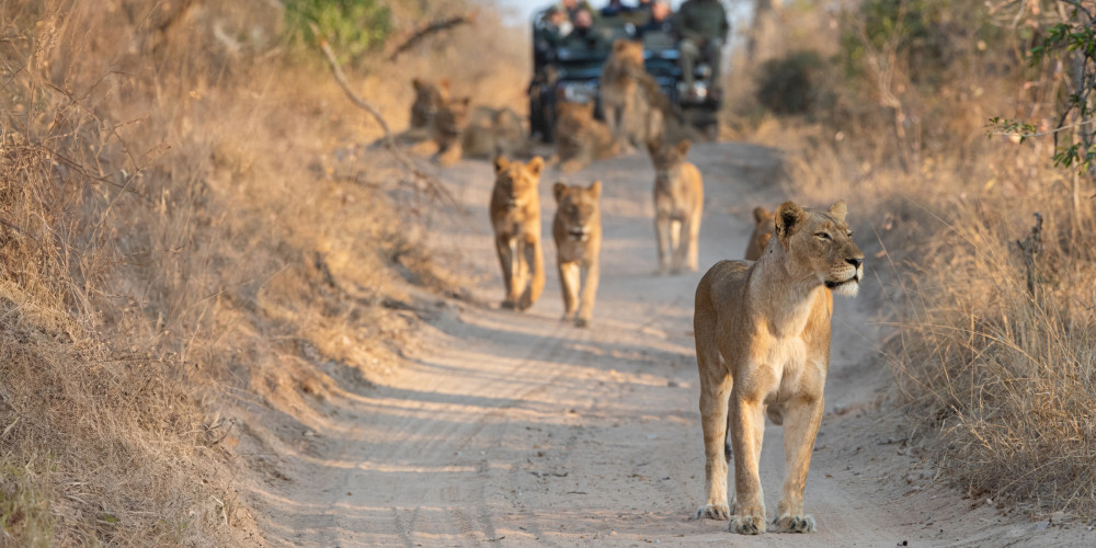 Kruger Park Safari in Private Concession