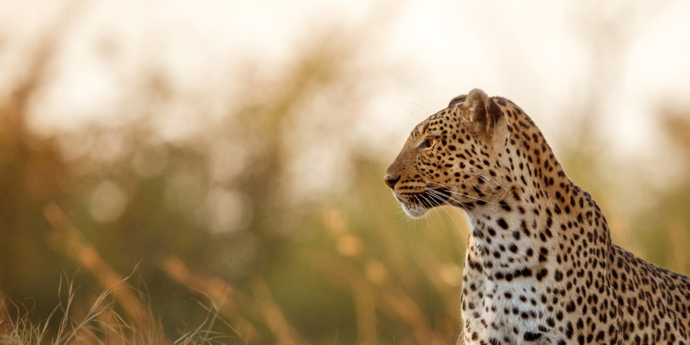 Affordable Greater Kruger Safari Combo