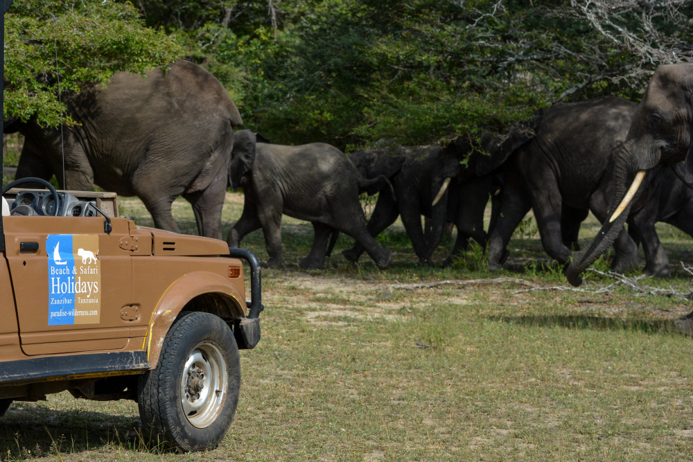 Private Safari Selous Mid Range