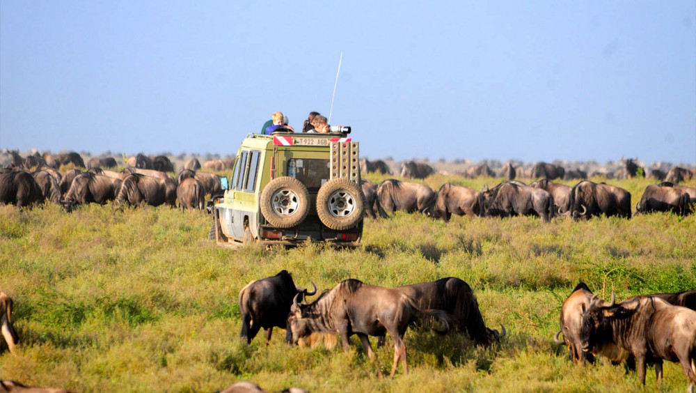 Tarangire Park and Return to Arusha