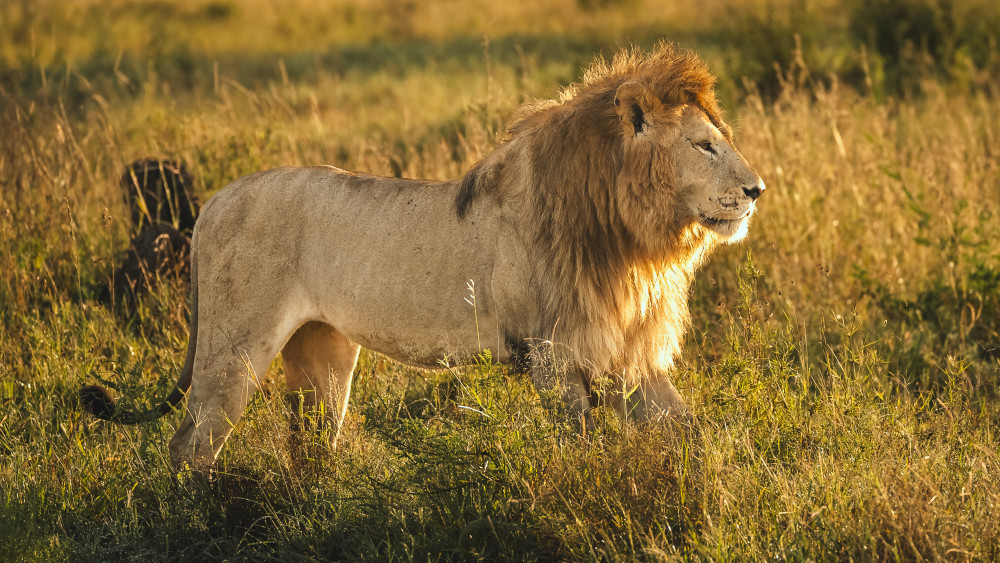 Serengeti Mara River, Ngorongoro & Tarangire Tour
