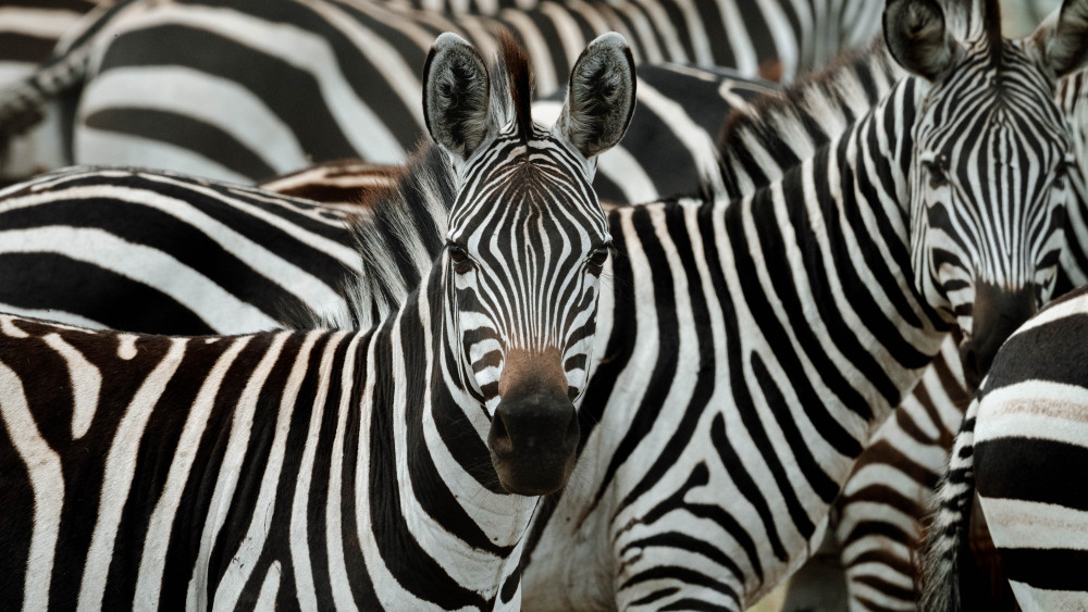 Tarangire Wild Trails with Walks and Night Safari