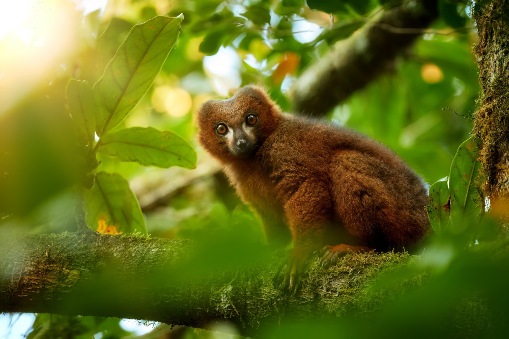 Best of Madagascar Wildlife Tour