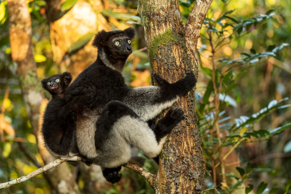 Luxury Madagascar Tour