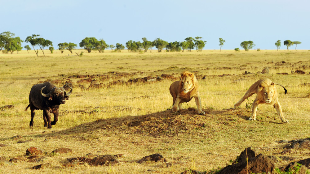 Wildebeest Calving Season is Best Spent in Ndutu