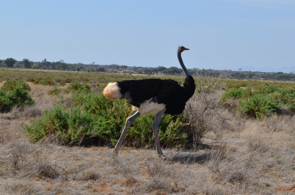 The Ultimate Northern Kenya to Masai Mara Safari