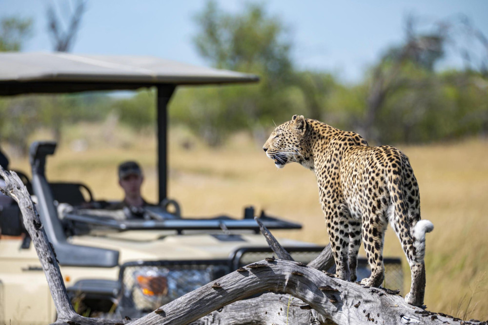 Call of the Wild Panorama Safari Experience