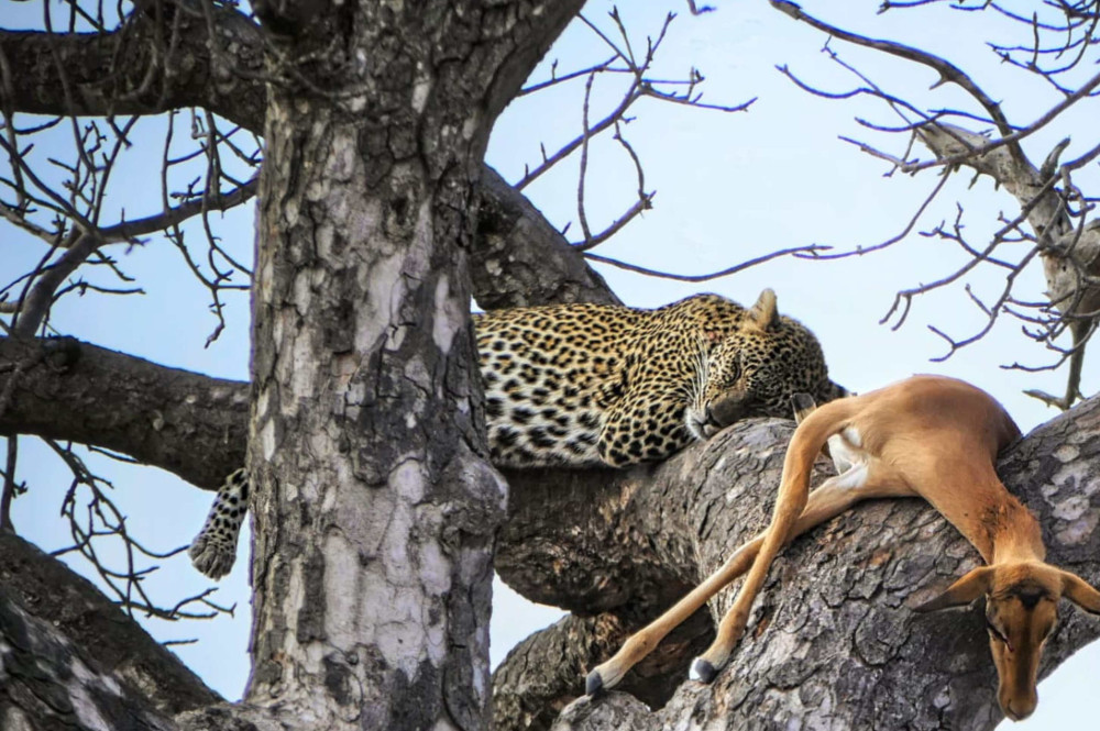 Victoria Falls 6 Hour Sunrise Safari in Zambezi NP