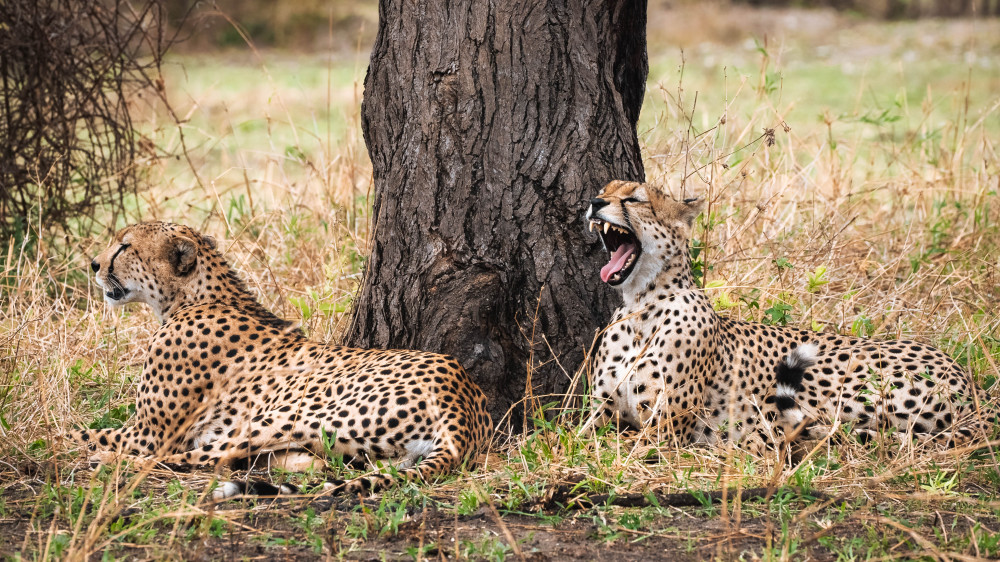 Complete Northern Tanzania Safari